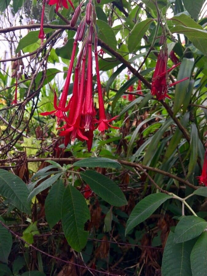 Fucsia 10