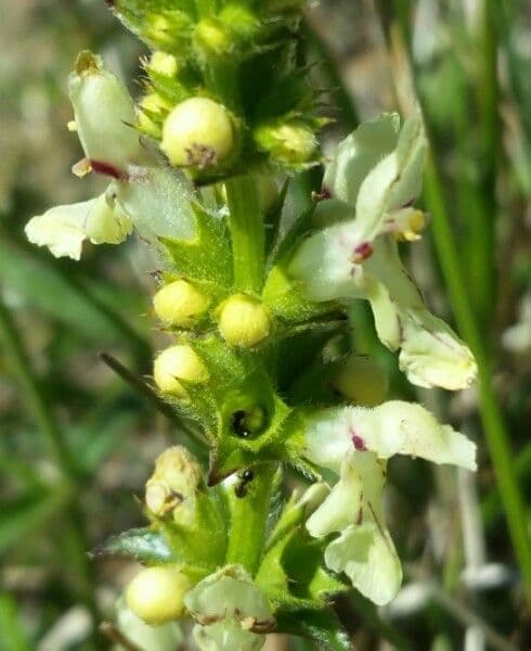 Stregona gialla 6
