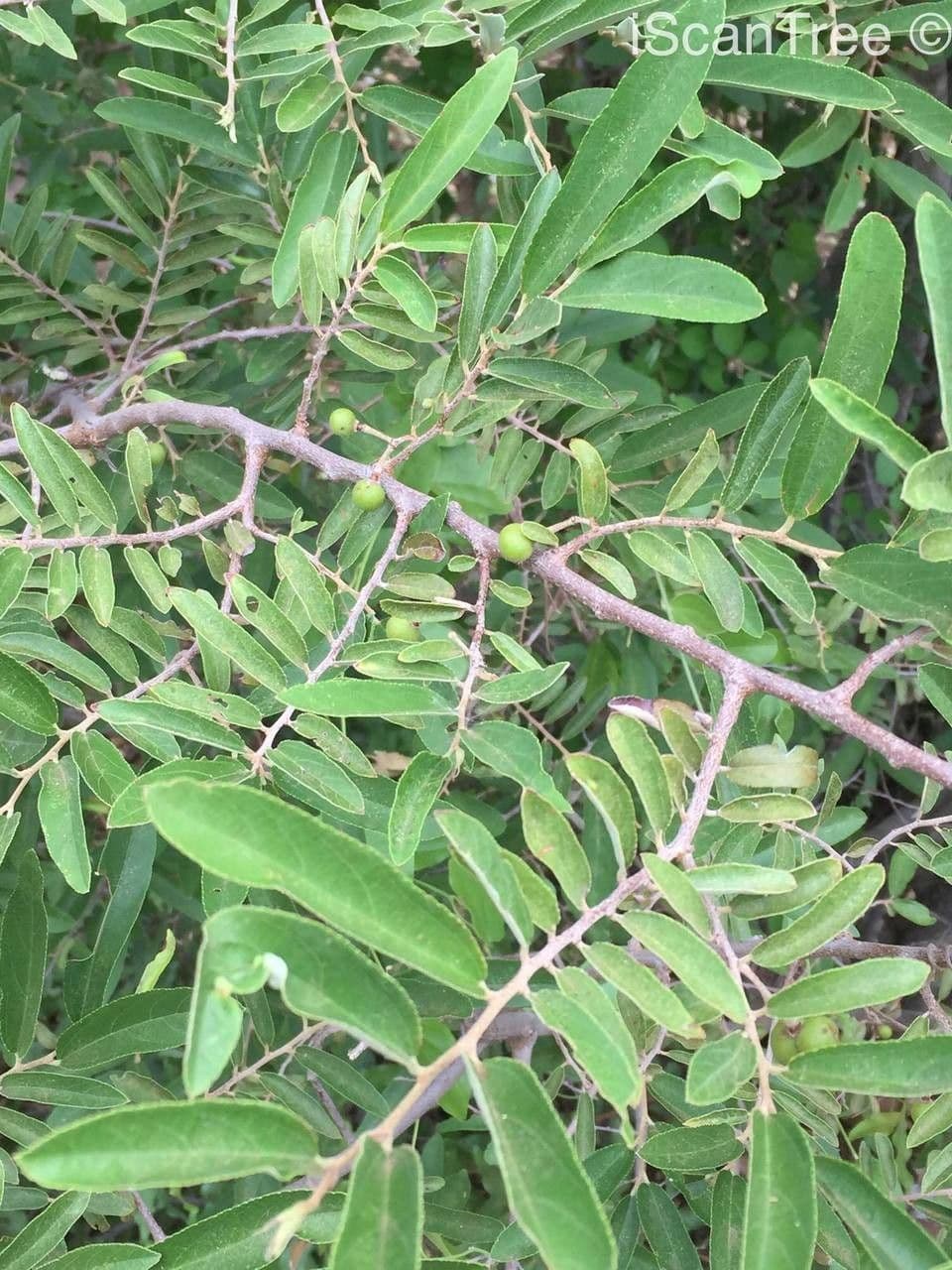 Grewia gialla 7