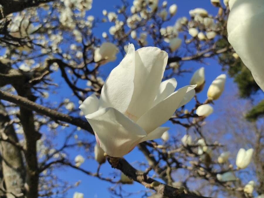 Magnolia denudata 7