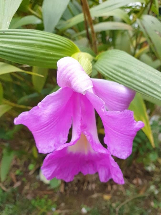 Sobralia 2