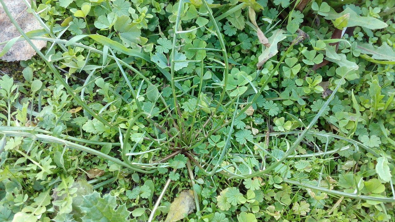 Säbel-Kratzdistel 18