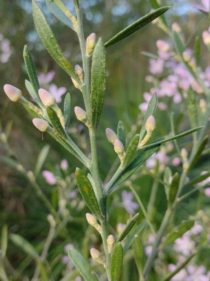 Eriostemon australasius 7