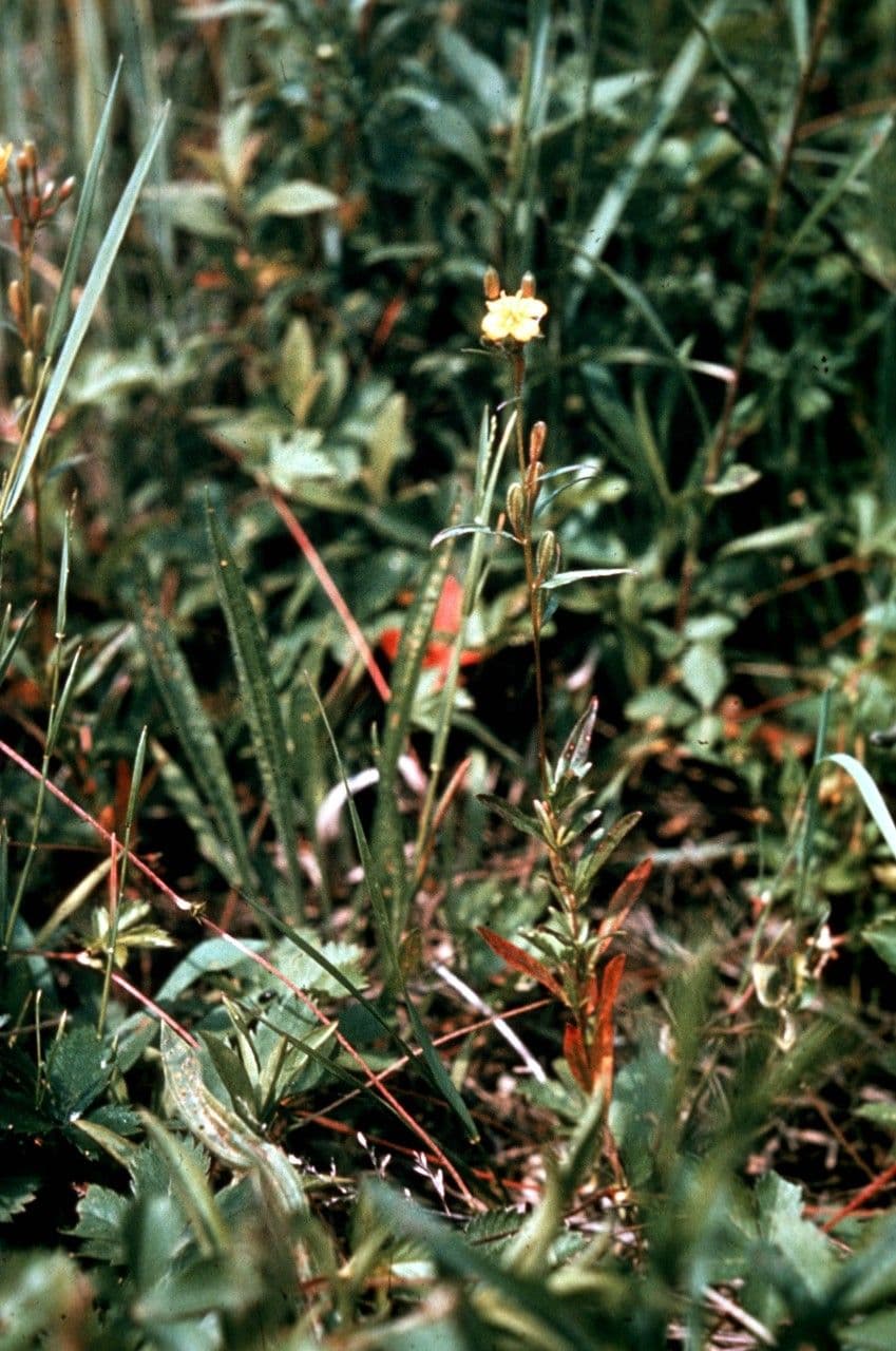 Enagra perenne 5
