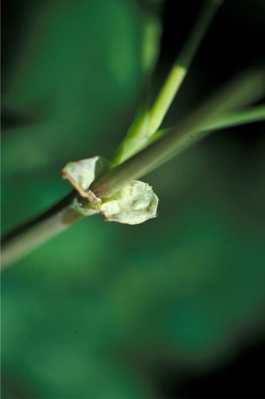 Rutacee occidentale 18