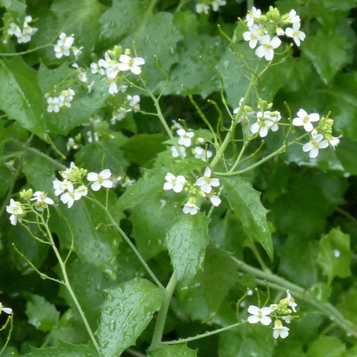 Arabidopsis cebennensis 3