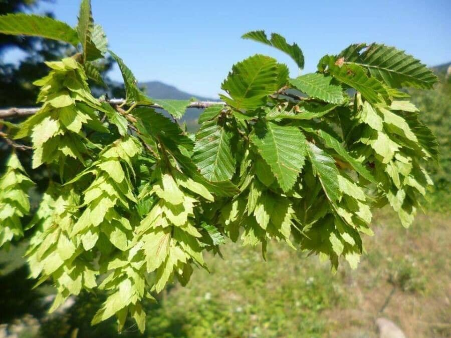 Carpino orientale 5