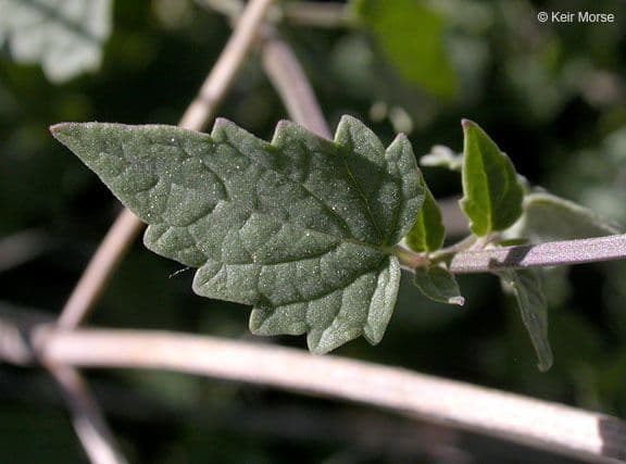 Agastache 7
