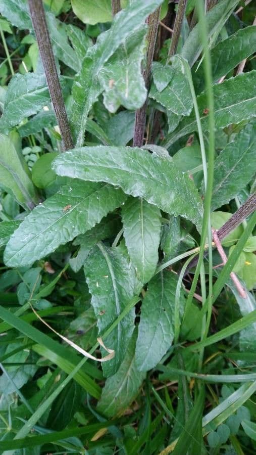 Tephroseris helenitis 24