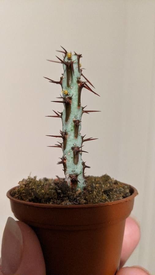 Euforbia verdastra 16