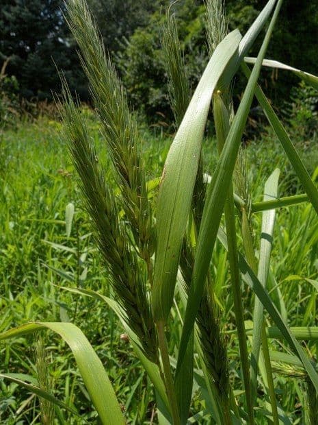 Elymus virginicus 5