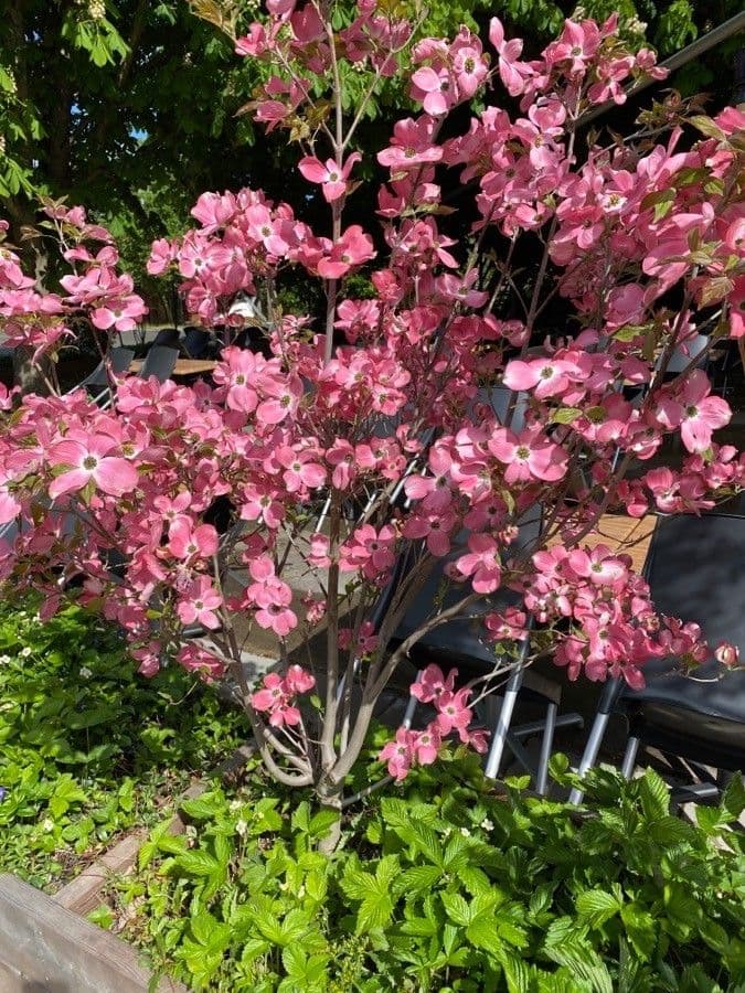 Blüten-Hartriegel 12