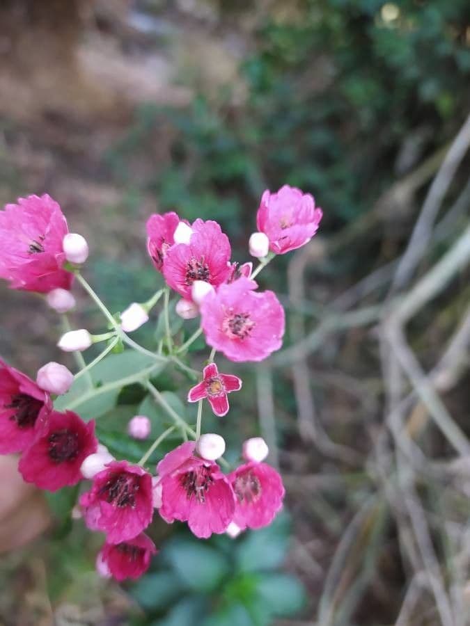 Vallea stipularis 2