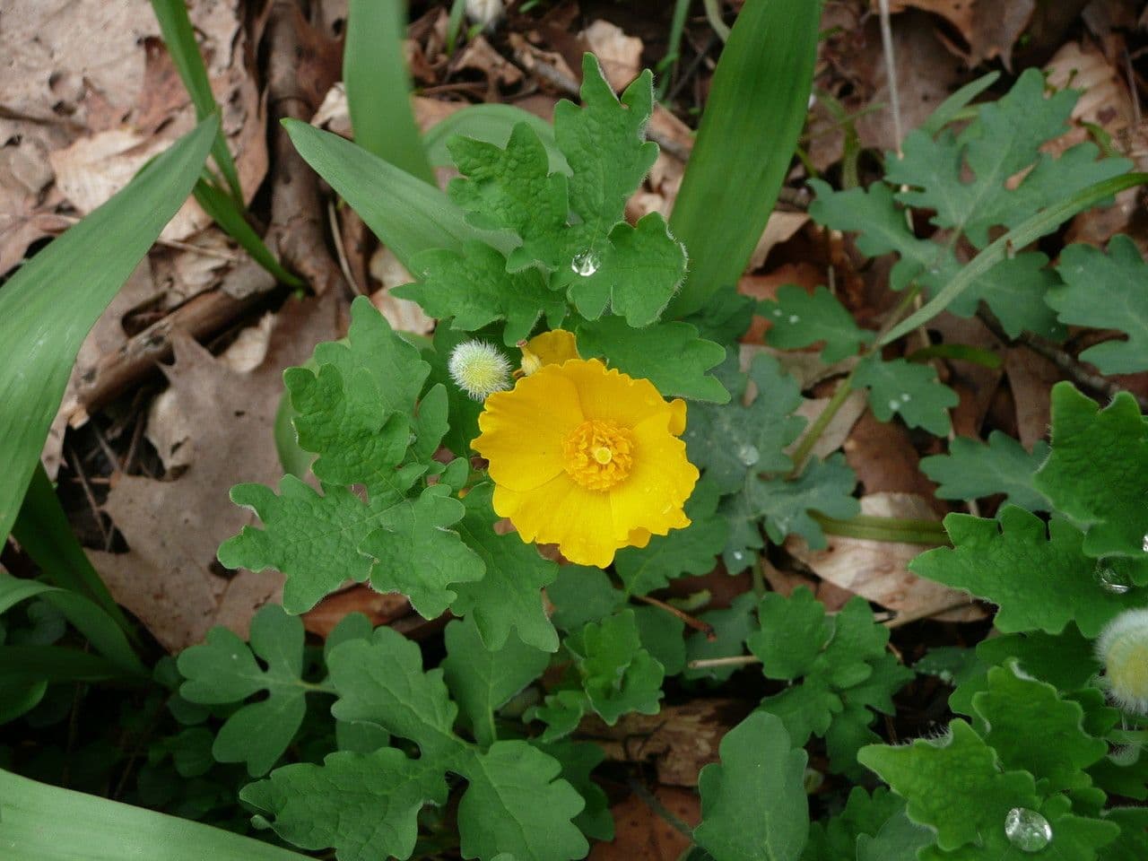 Schölkraut 14