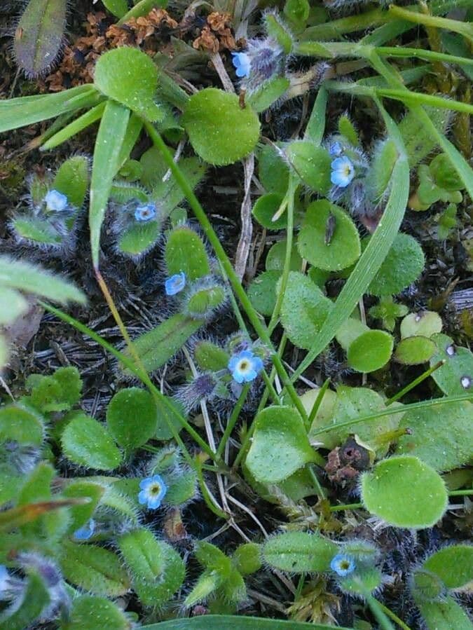 Miosotide ramosissima 10