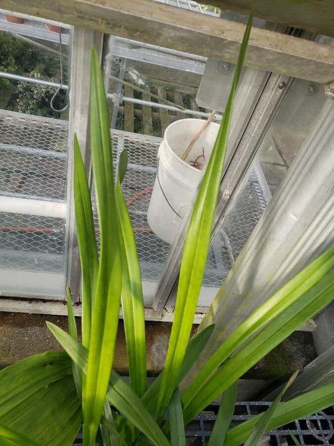 Vánoční orchidej 6