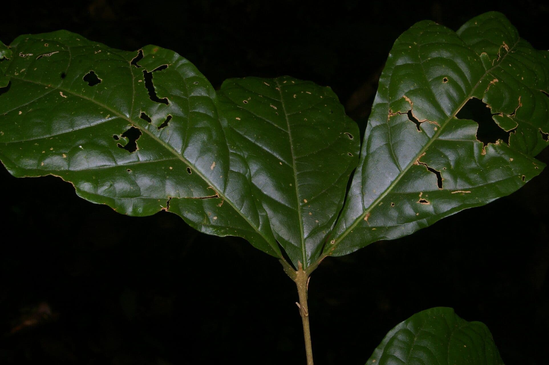 Aegiphila 14