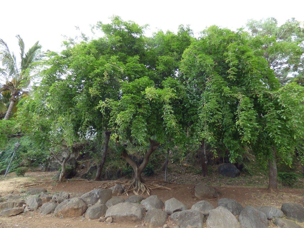 Pongamia 11