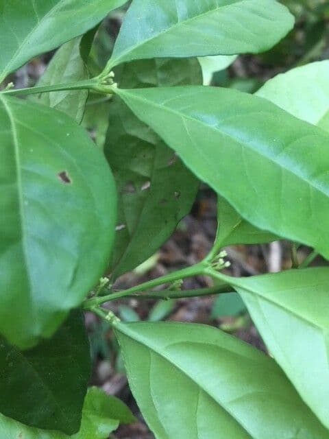 Crossopetalum 4
