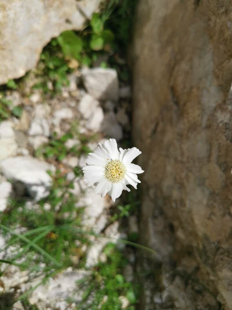 Achillea 2