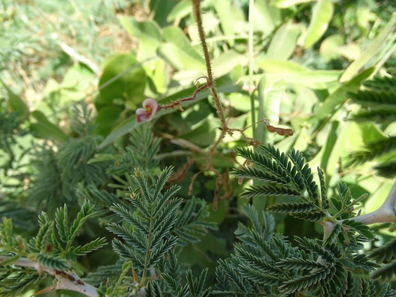 Aeschynomene indická 7