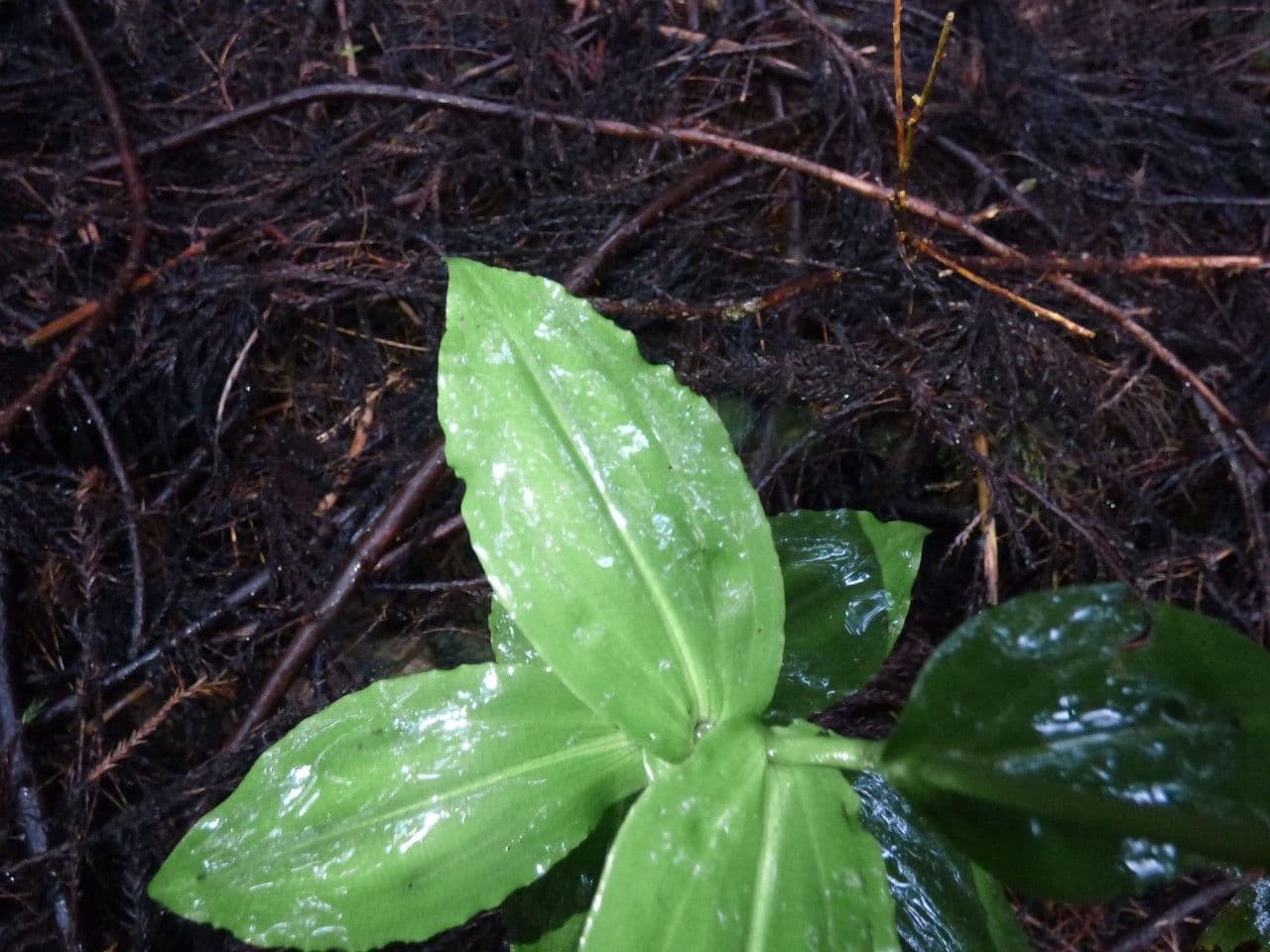 Habenaria 4