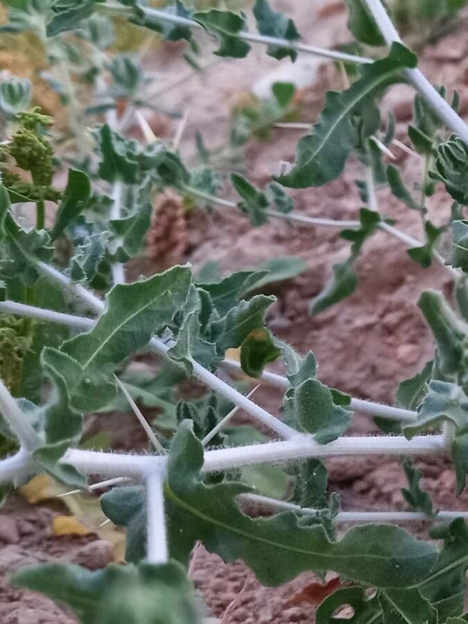 Fiordaliso iberico 15