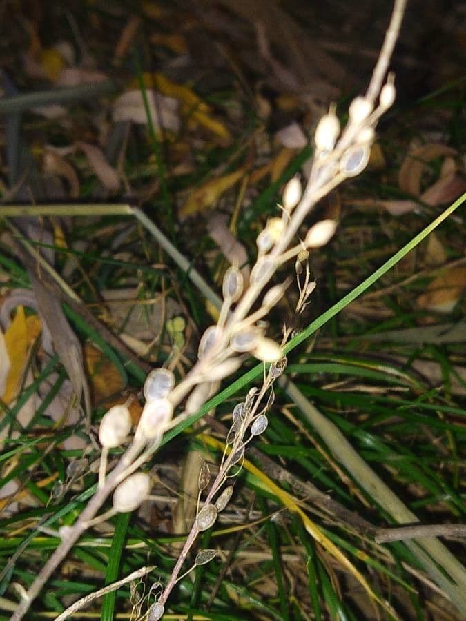 Draba incana 14