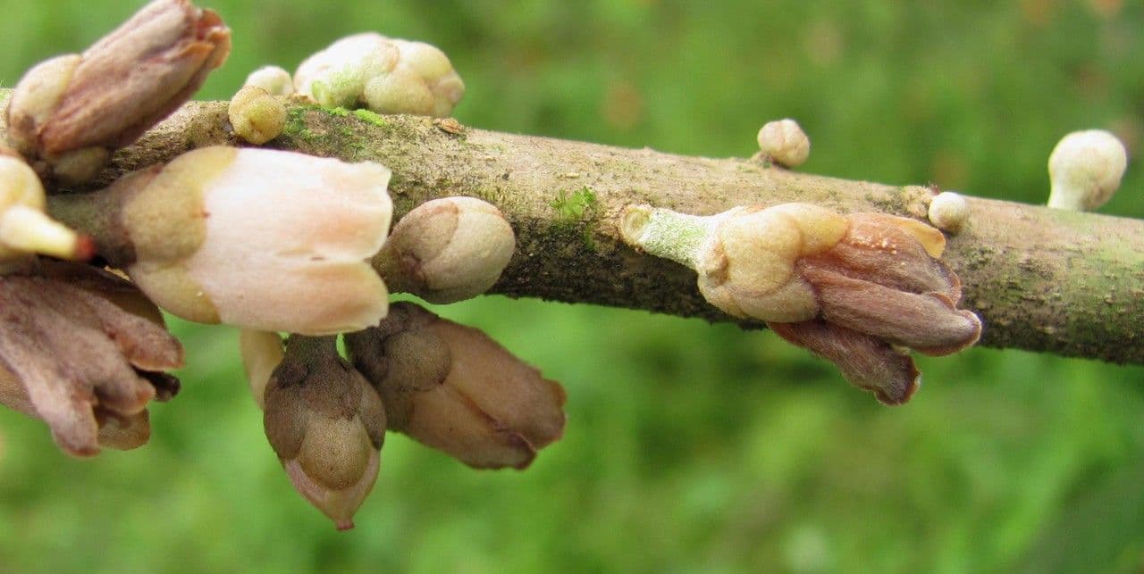 Pouteria 2