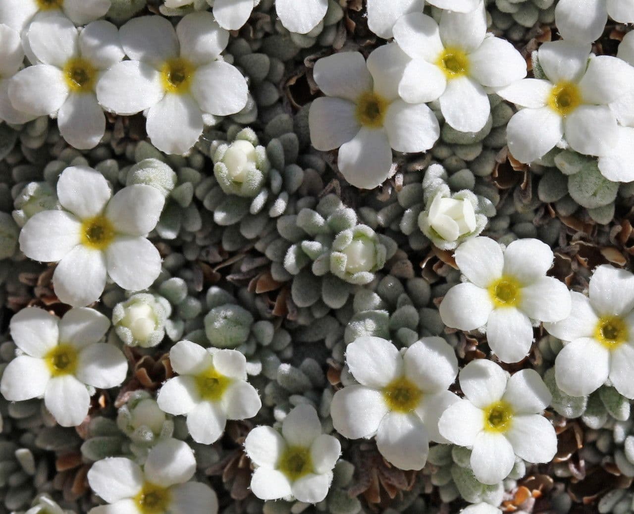 Schweizer Felsenblümchen 4