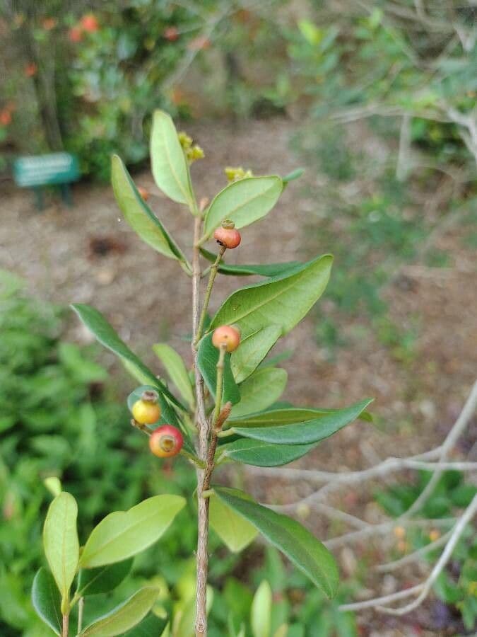 Myrcia 4