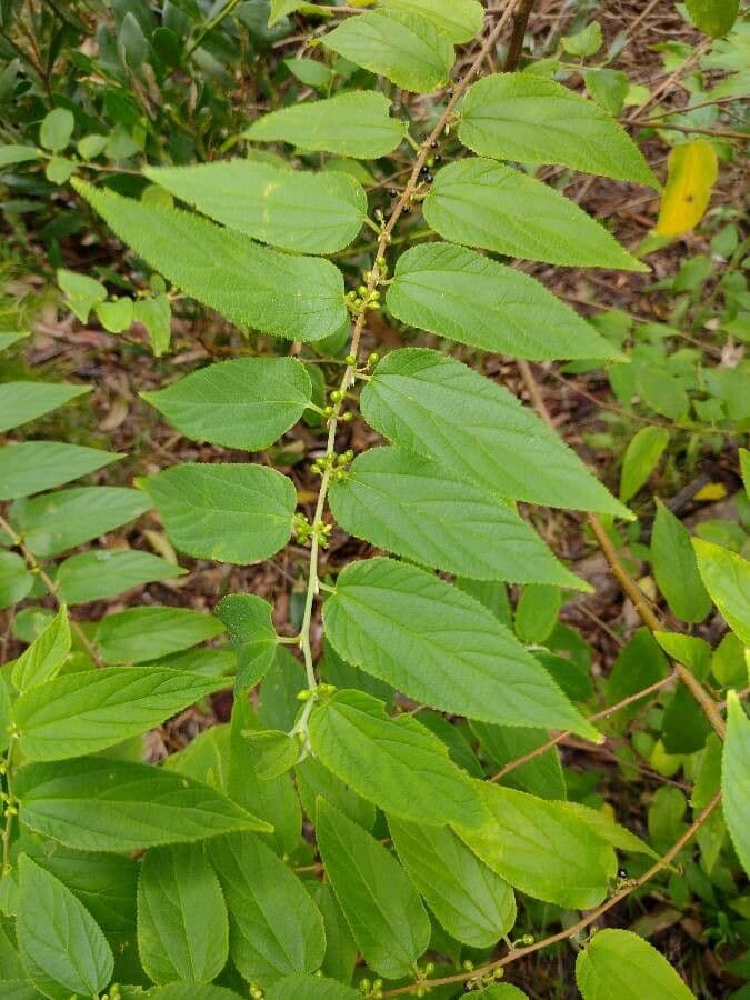Trema tomentosa 4