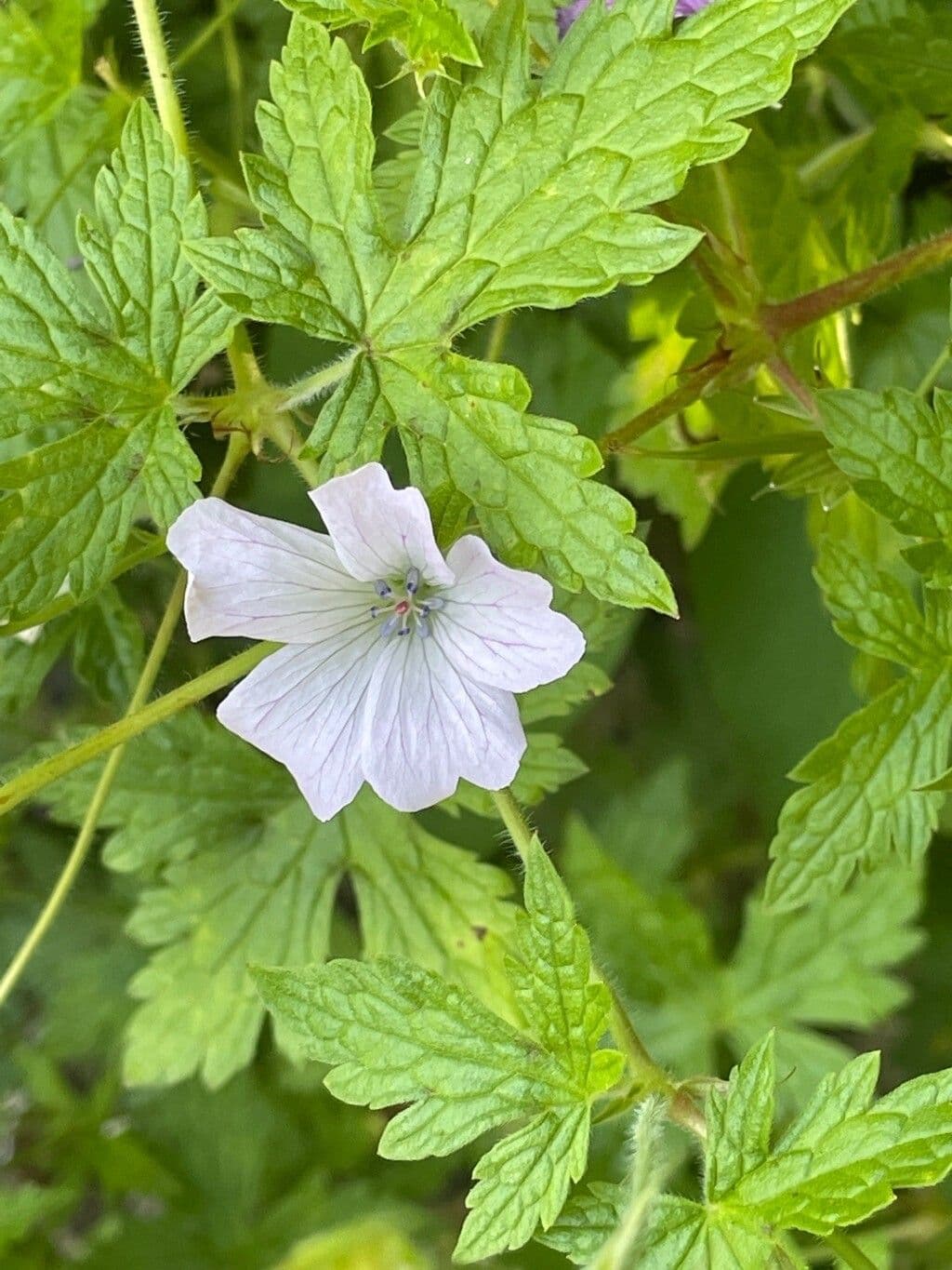 Bocianik 6
