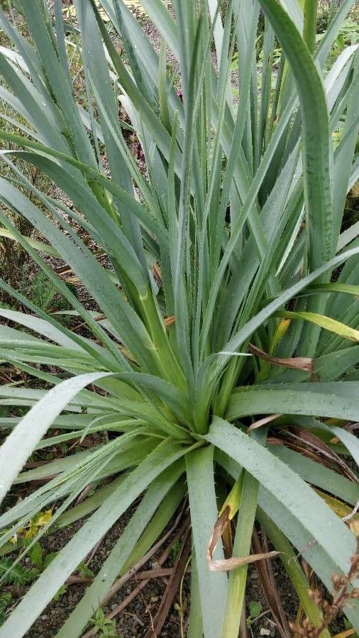 Panicaut à feuilles de pandanus 12
