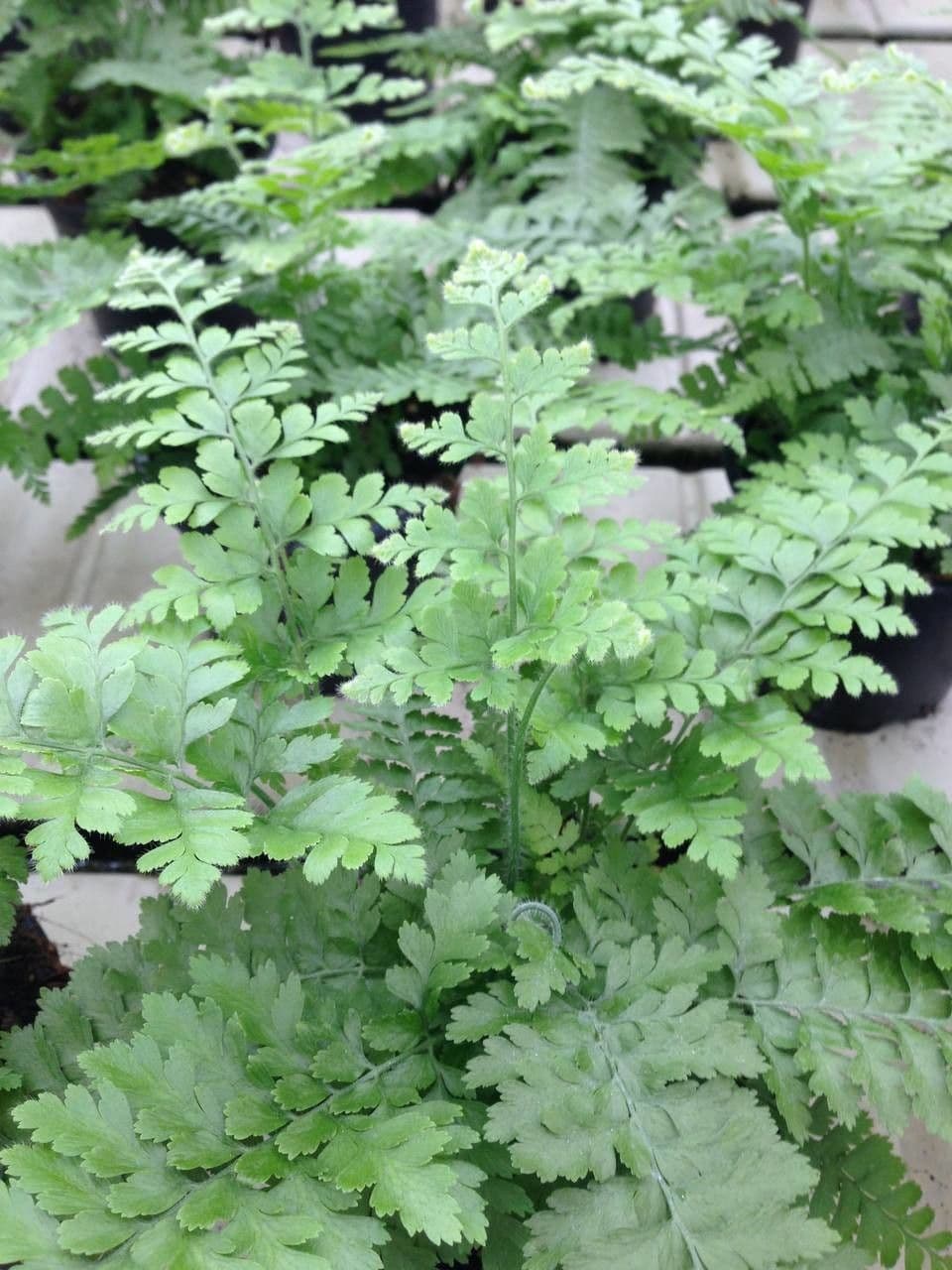 Felce floscia 6