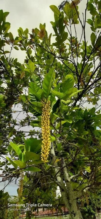 Lophanthera