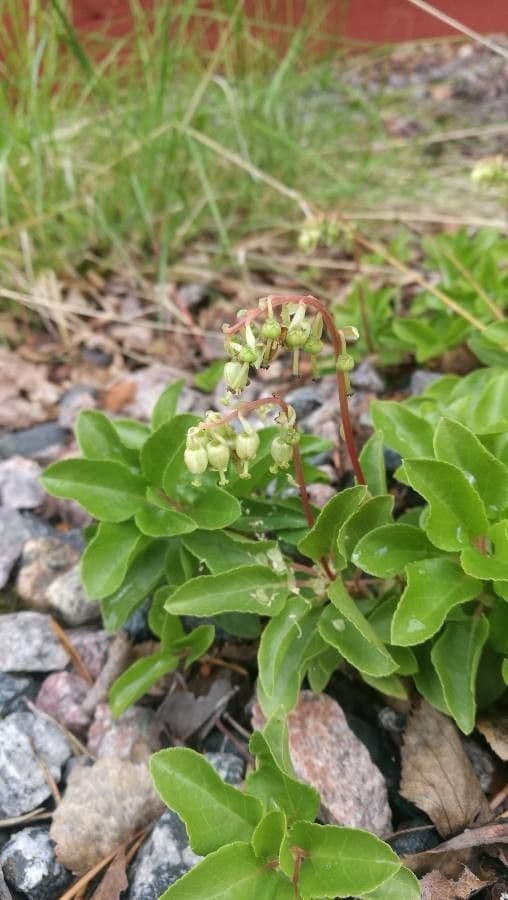 Serrated-wintergreen 6
