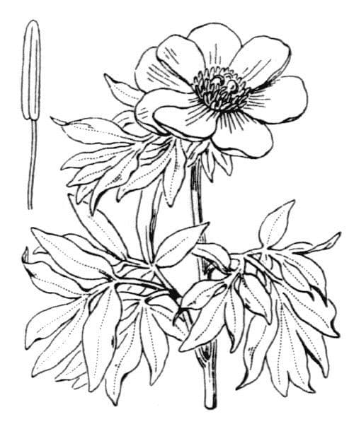 Peonia mascula 29