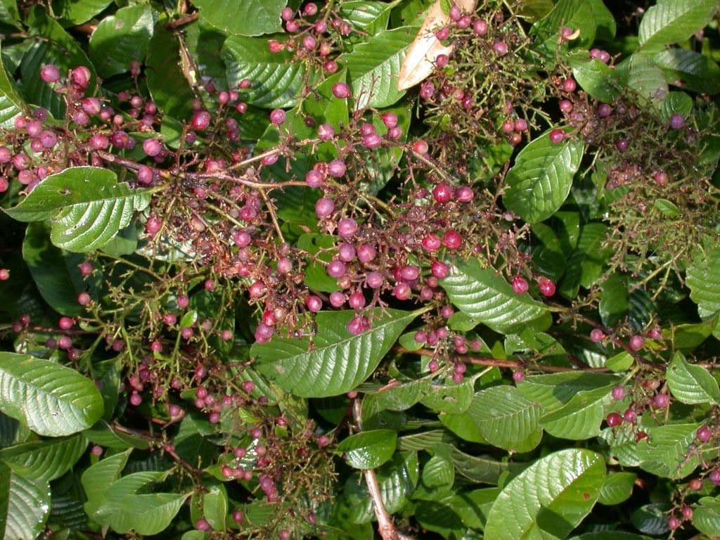 Davilla 9
