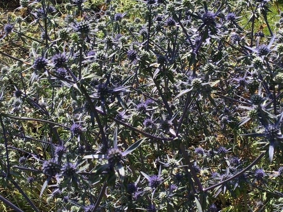 Panicaut