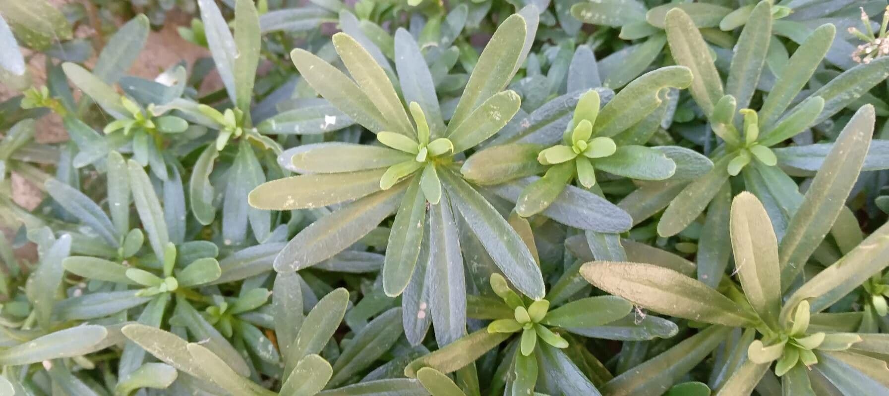 Iberis sempreverde 16