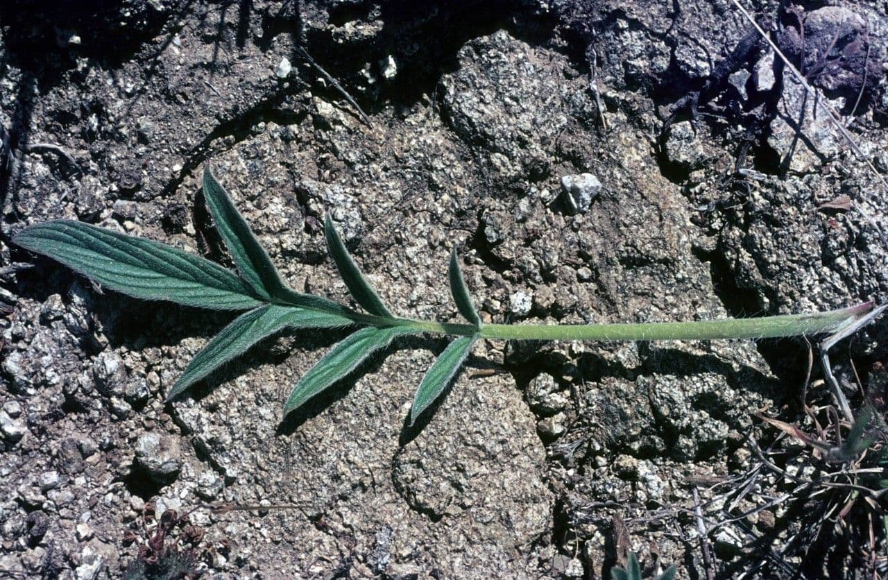 Phacelia 15