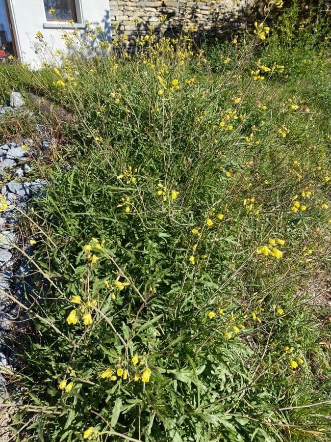 Diplotaxis à feuilles étroites 14