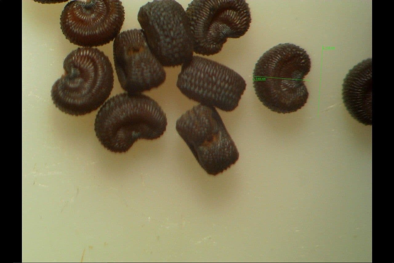 Silene gallica 5