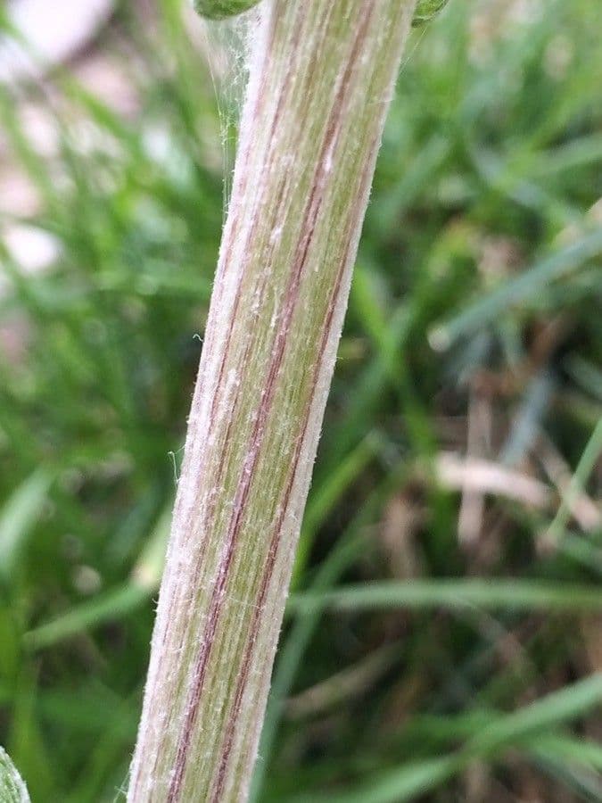 Tephroseris helenitis 27