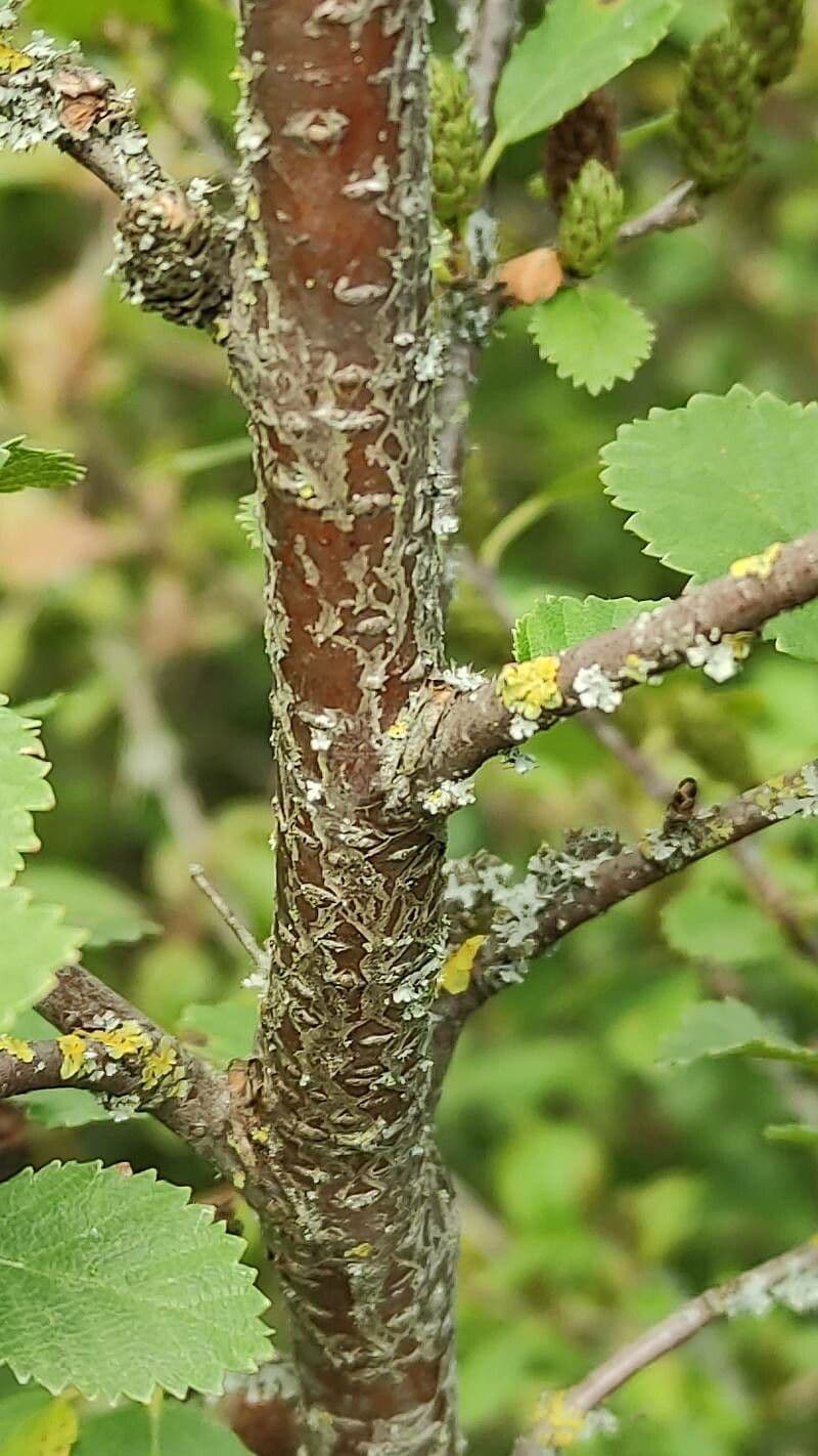 Betula humilis 18