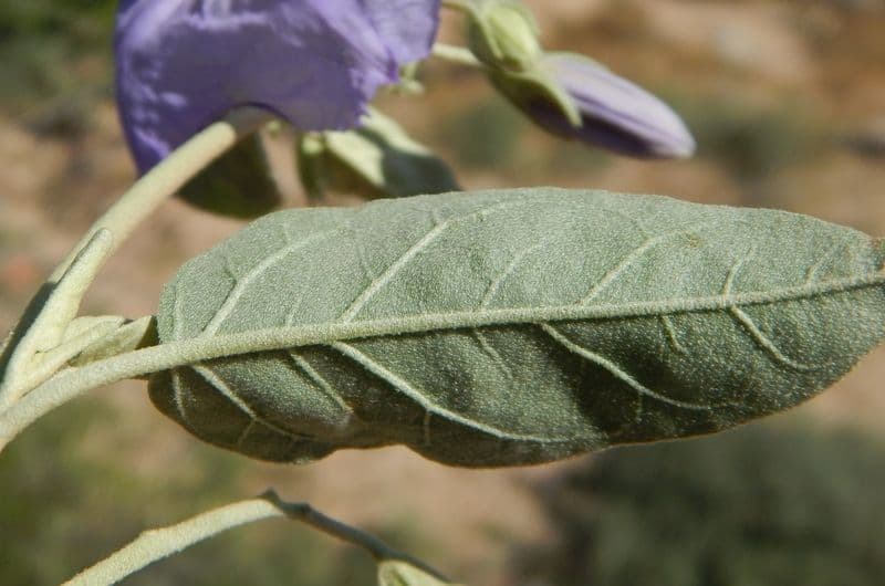Solanum hindsianum 18