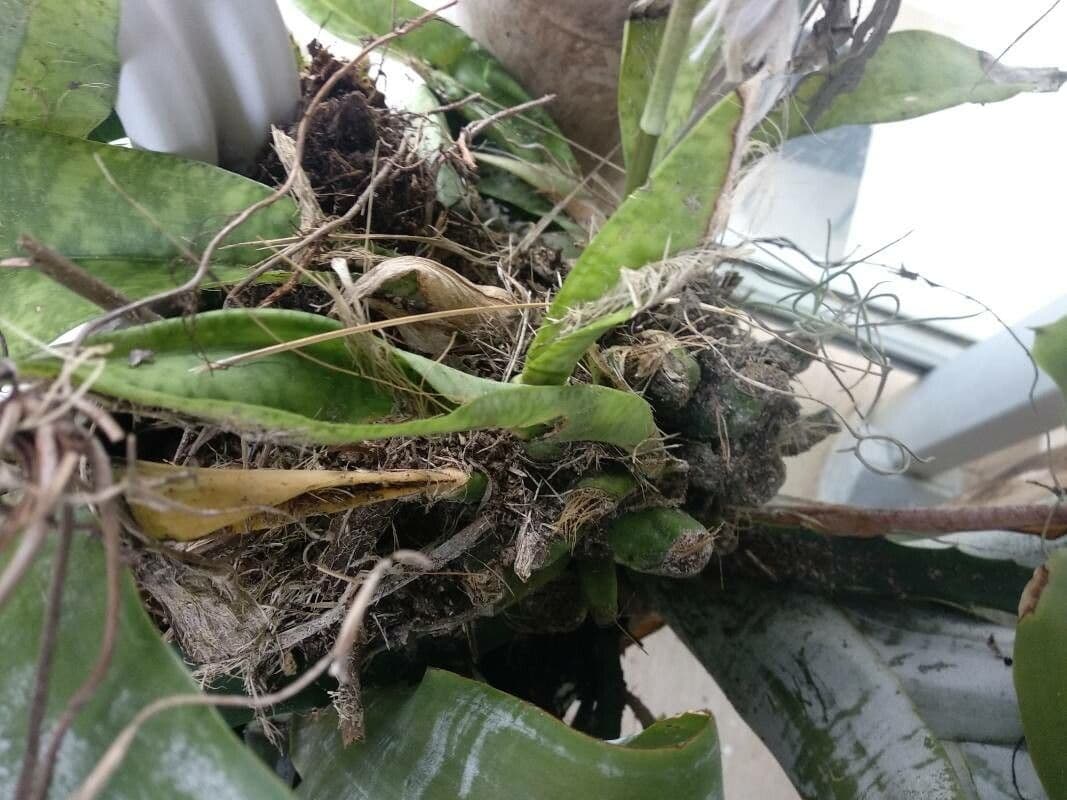Orchidea monaca 22