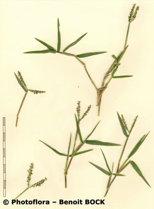 Panico acquatico 29