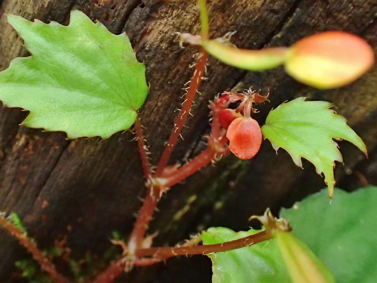 Begonia 6